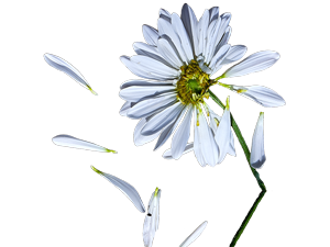 A crushed daisy with a transparent background