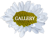 Daisy gallery icon
