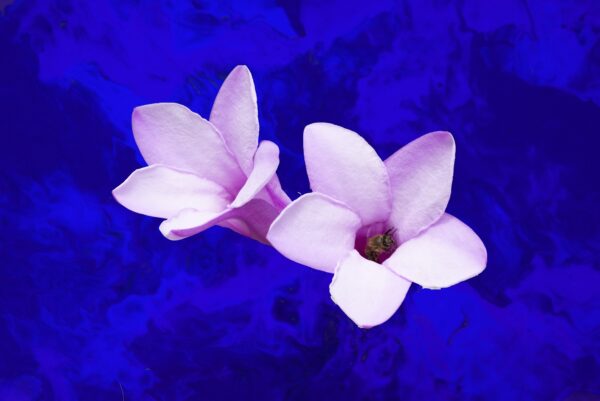 Almost Resting - Mixed media art depicting a bee in a purple flower on a blue background.