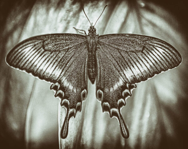 erik cocks fine art butterfly