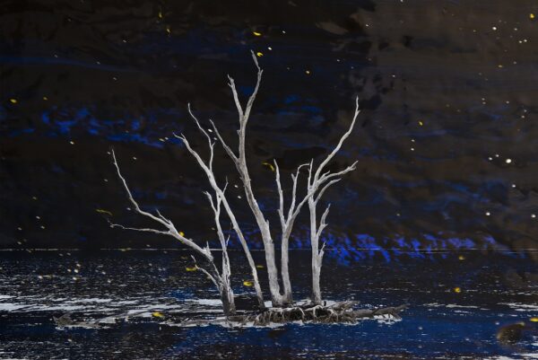 Drifting in a Dark Night - the bones of trees floating on an island in a starry night.