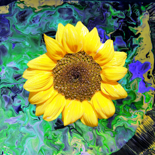 Sunflower - A large yellow sunflower against a green and blue background.